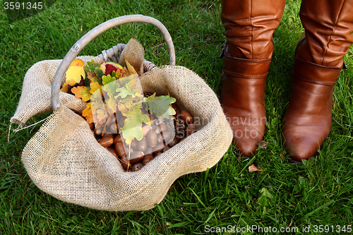 Image of Basket of acorns and oak leaves next to brown boots