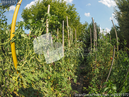 Image of Vegetable garden