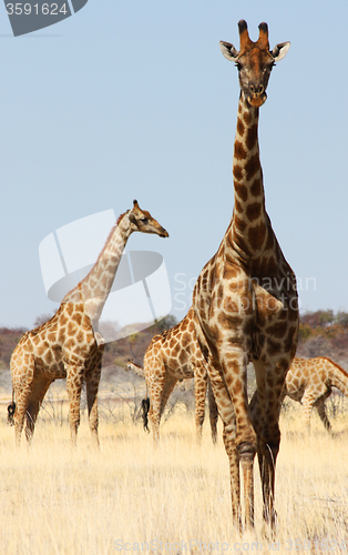 Image of Group of giraffes