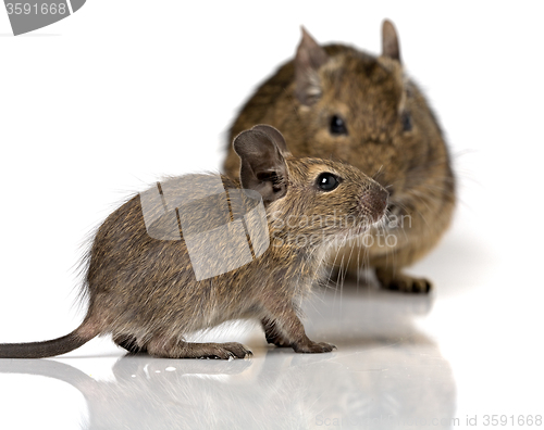 Image of cute small baby rodent degu pet with its mom