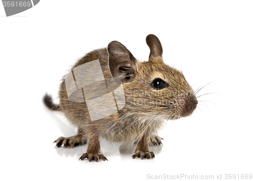 Image of cute small baby rodent degu pet