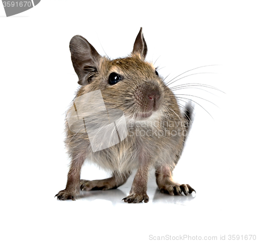 Image of cute small baby rodent degu pet