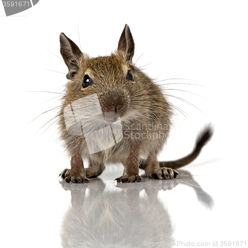 Image of cute small baby rodent degu pet