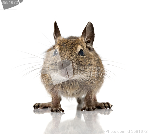 Image of cute small baby rodent degu pet closeup