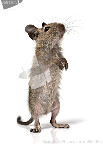 Image of cute small baby rodent degu pet