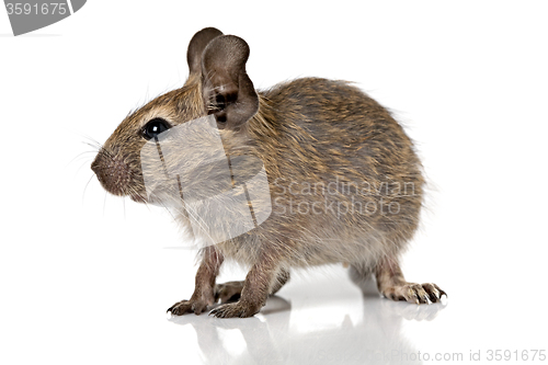 Image of cute small baby rodent degu pet