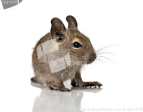 Image of cute small baby rodent degu pet