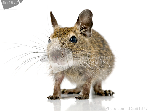 Image of cute small baby rodent degu pet