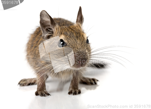Image of cute small baby rodent degu pet closeup
