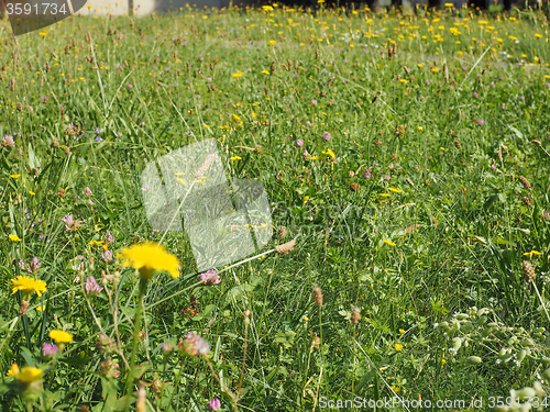 Image of Green grass meadow background