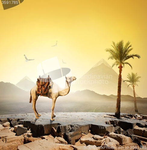 Image of Camel and birds