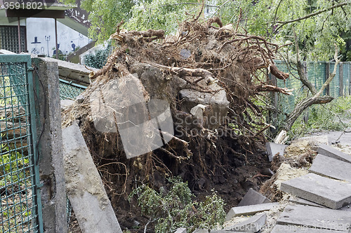 Image of Fallen tree in park