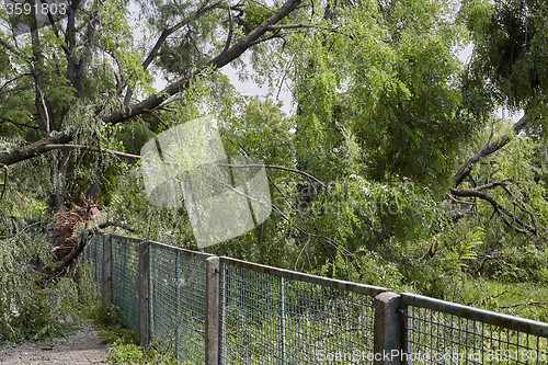 Image of Fallen tree in park