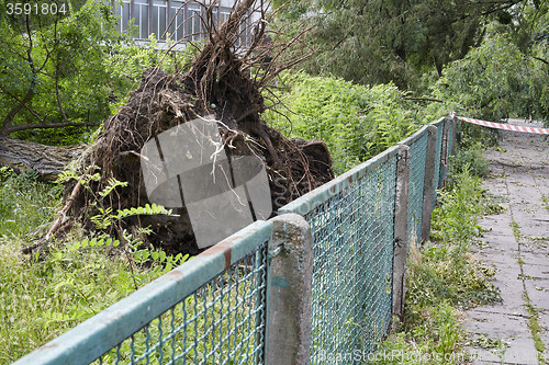 Image of Fallen tree