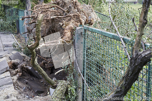 Image of Fallen tree in park