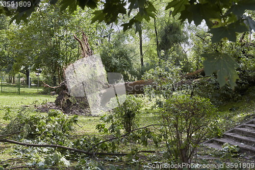 Image of Fallen tree in park