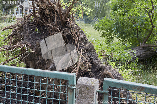 Image of Fallen tree in park