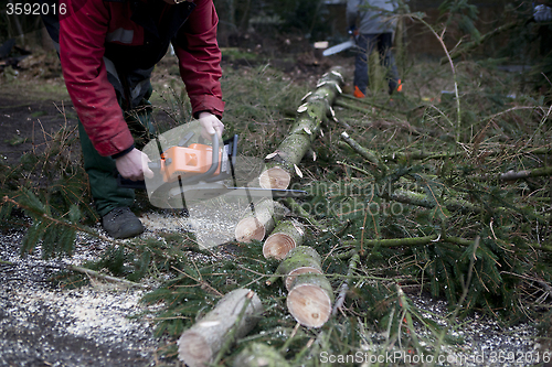 Image of sawing tree