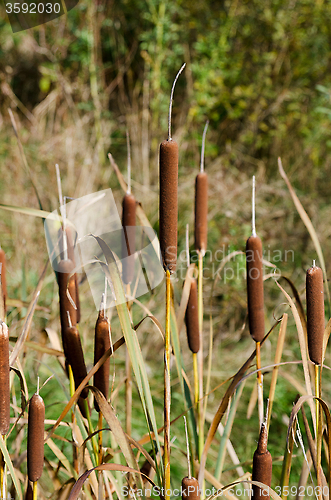 Image of Reed piston in the grass