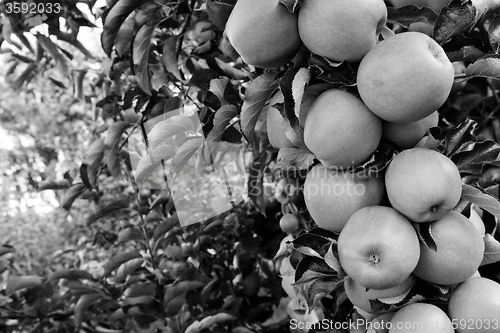 Image of Long branch of apples