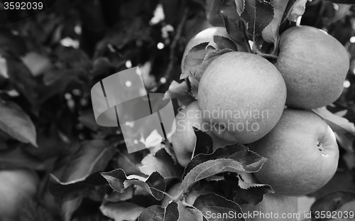Image of Group of ripe apples on the tree