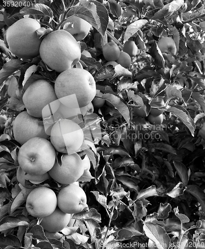 Image of Bough full of apples 