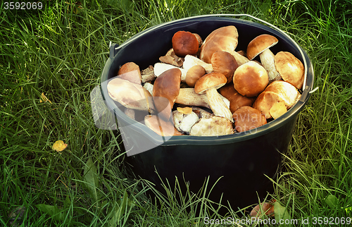 Image of Mushrooms in a bucket in a forest glade.
