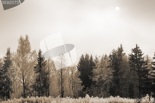 Image of Winter landscape: trees in the frost.