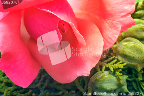 Image of Beautiful blooming rose on a background of green leaves