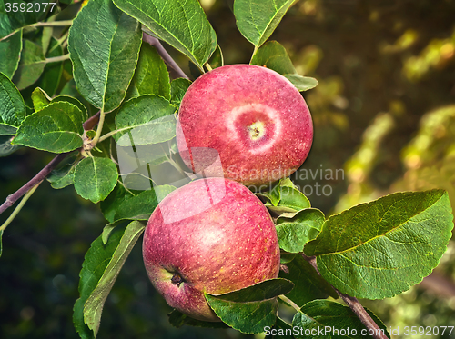 Image of Appetizing ripe apples on a tree branch.