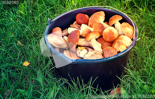 Image of Mushrooms in a bucket in a forest glade.