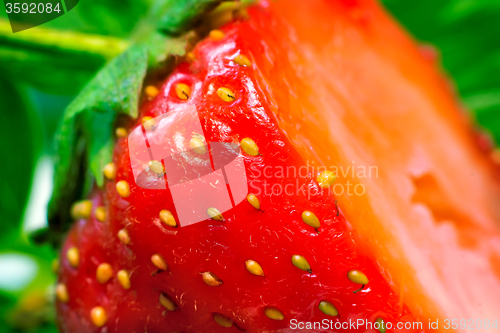 Image of Cut a ripe strawberry to the major plan.