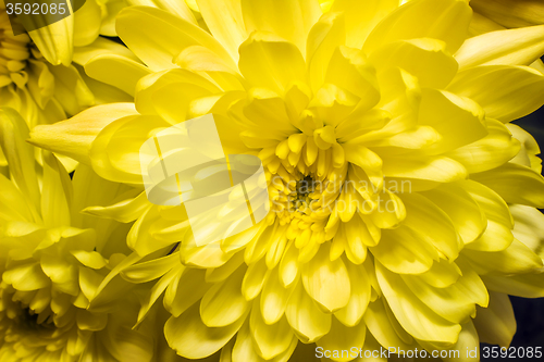 Image of Beautiful flower yellow chrysanthemums.