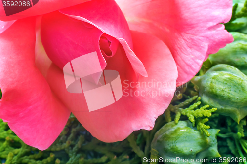 Image of Beautiful blooming rose on a background of green leaves