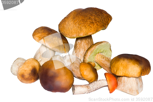 Image of Beautiful mushrooms on a white background.