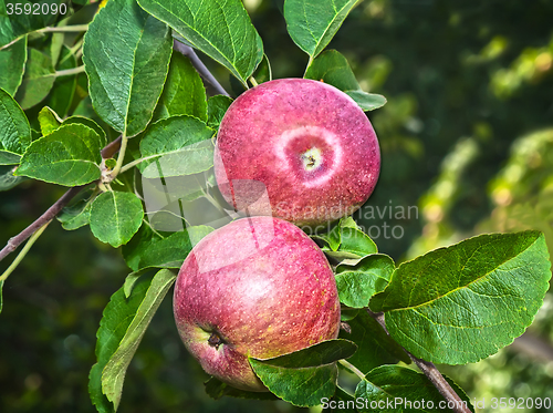 Image of Appetizing ripe apples on a tree branch.