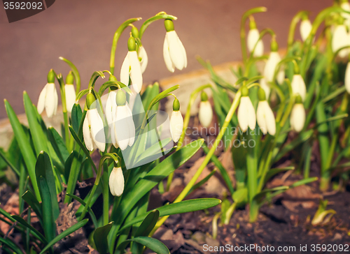 Image of Snowdrops - the first spring flowers.