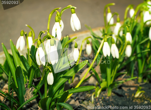 Image of Snowdrops - the first spring flowers.