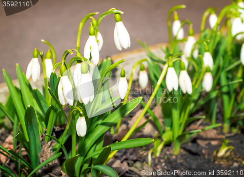 Image of Snowdrops - the first spring flowers.