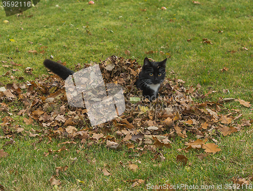 Image of Autumn kitten