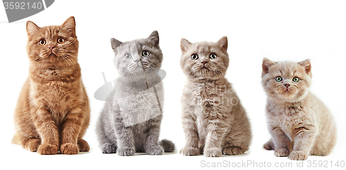 Image of various british kittens