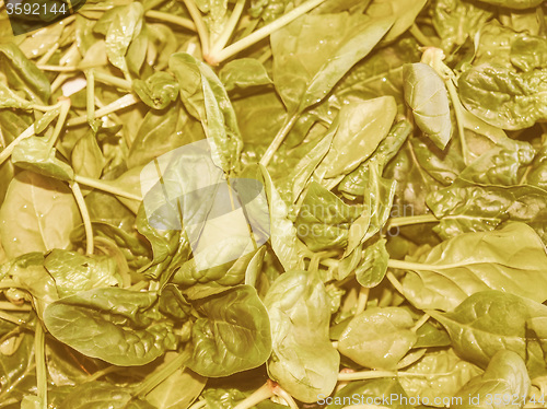 Image of Retro looking Spinach leaves