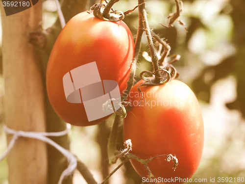 Image of Retro looking Tomato