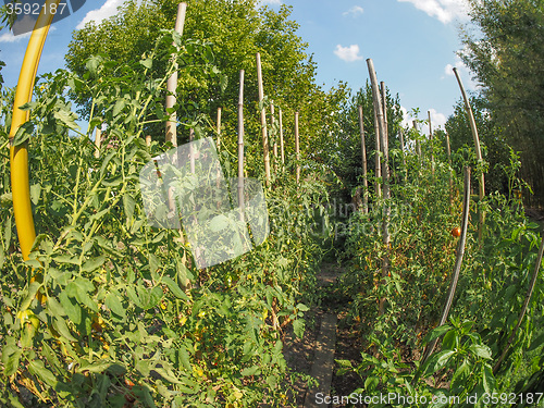 Image of Vegetable garden