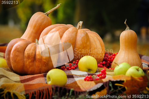 Image of Autumn thanksgiving still life