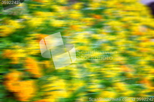 Image of in london yellow flower field nature and spring