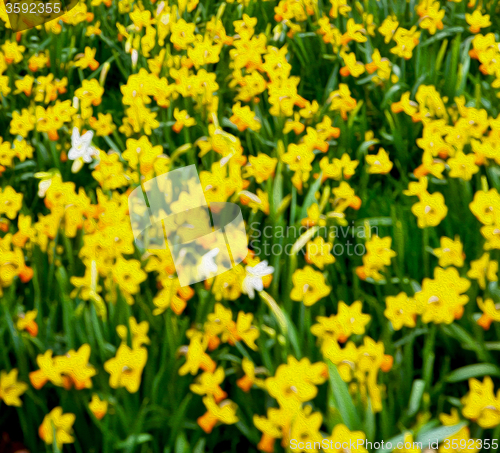 Image of in london yellow flower field nature and spring