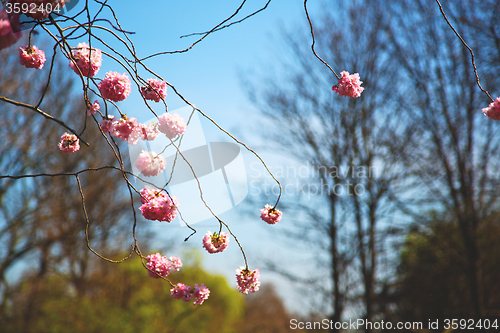 Image of in london   park the pink   blossom flowers 