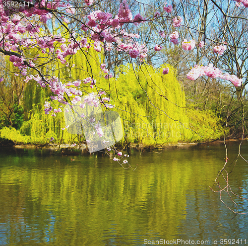 Image of in london   park the pink tree and blossom flowers natural