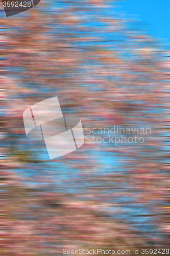 Image of in london park the pink tree and blossom flowers natural
